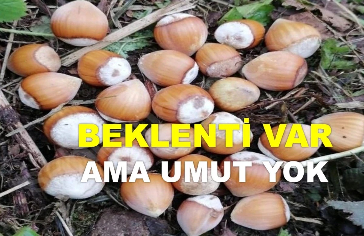 ORDU'DA FINDIK YENİ HAFTAYA 280 TL'DEN BAŞLADI