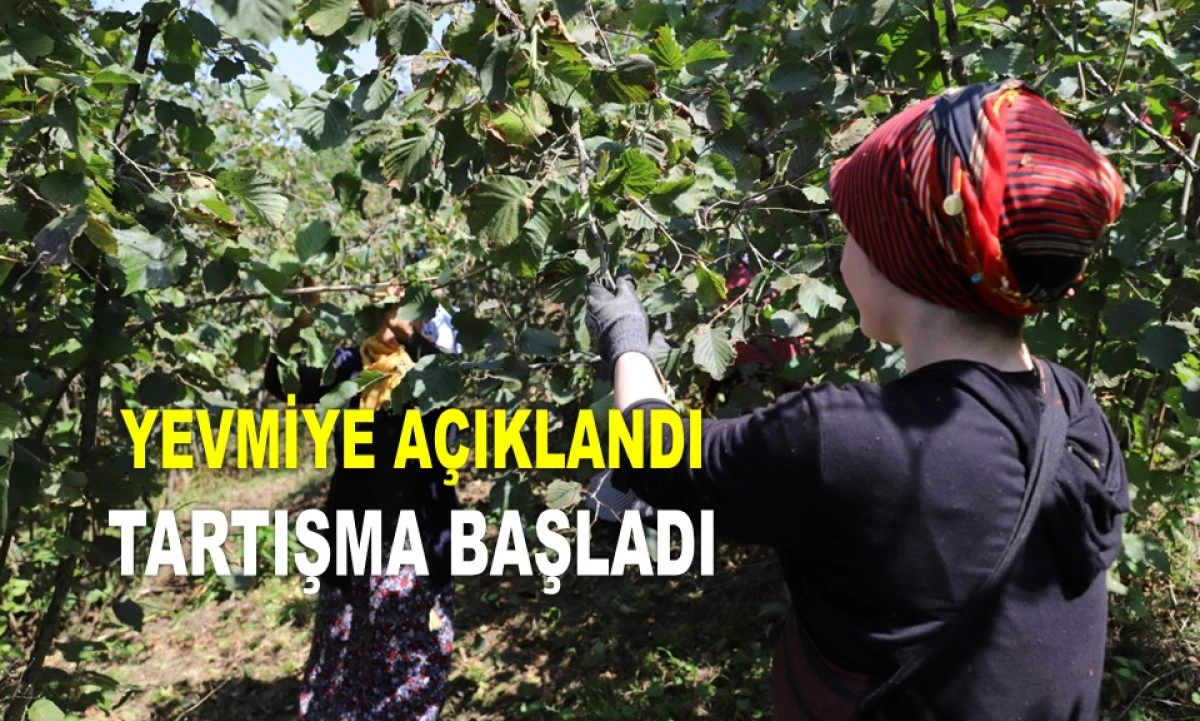 ORDU'DA FINDIK YEVMİYESİ BİN 200 TL AÇIKLANDI