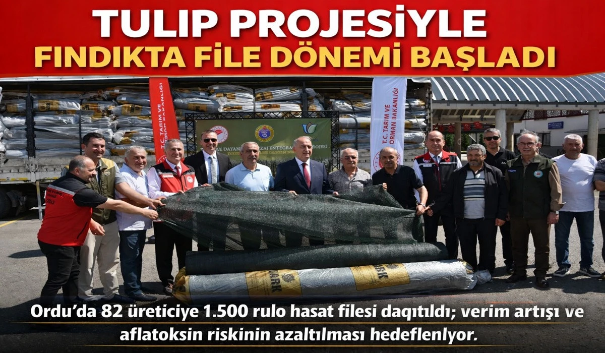 Ordu'da Fındıkta Yeni D&ouml;nem: File D&ouml;nemi Başladı