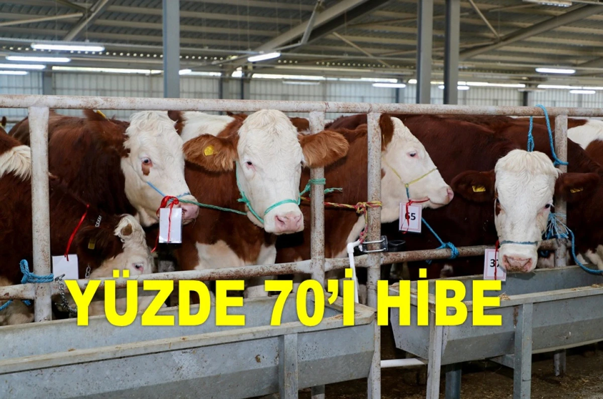 ORDU'DA GEBE SİMENTAL DÜVE DAĞITIM YAPILDI