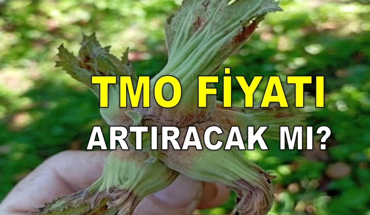 ORDU'DA KASIM'IN 23'NDE FINDIK FİYATI DEĞİŞTİ Mİ?