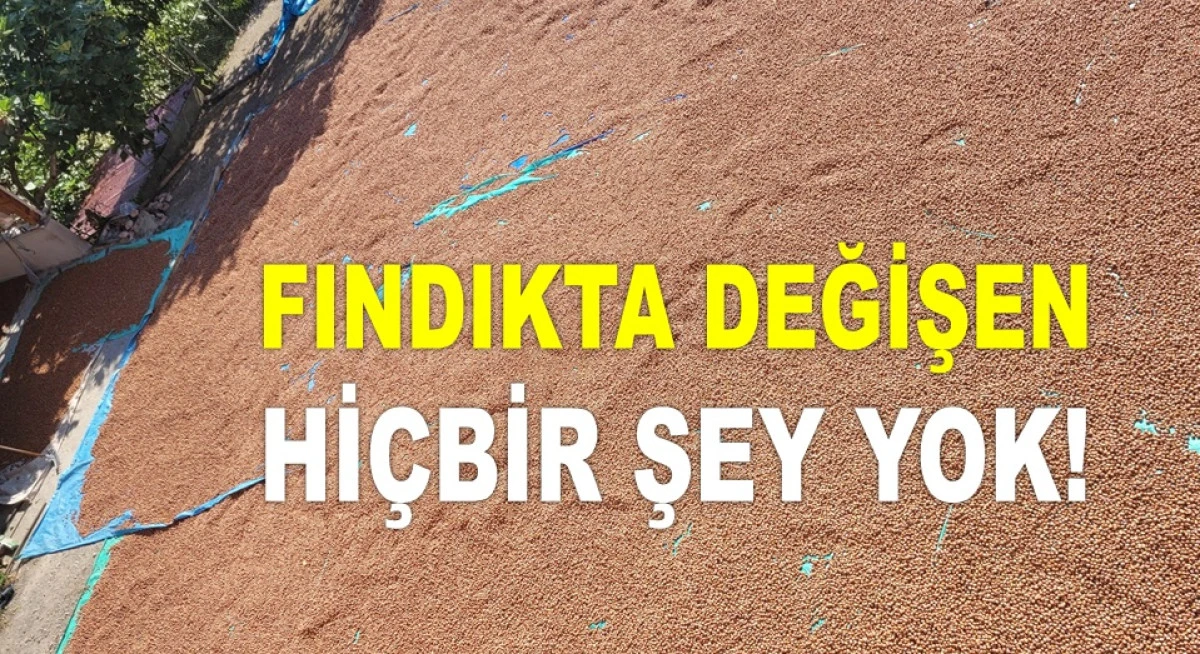 ORDU'DA KASIM'IN SON GÜNÜNDE FINDIK FİYATI NE KADAR?