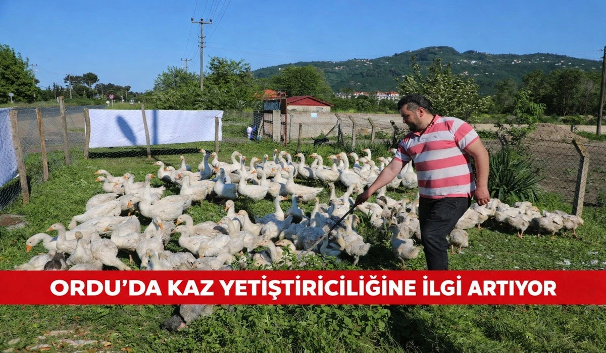 Ordu&rsquo;da Kaz Bereketi: 20 Kazdan 220 Kaza!