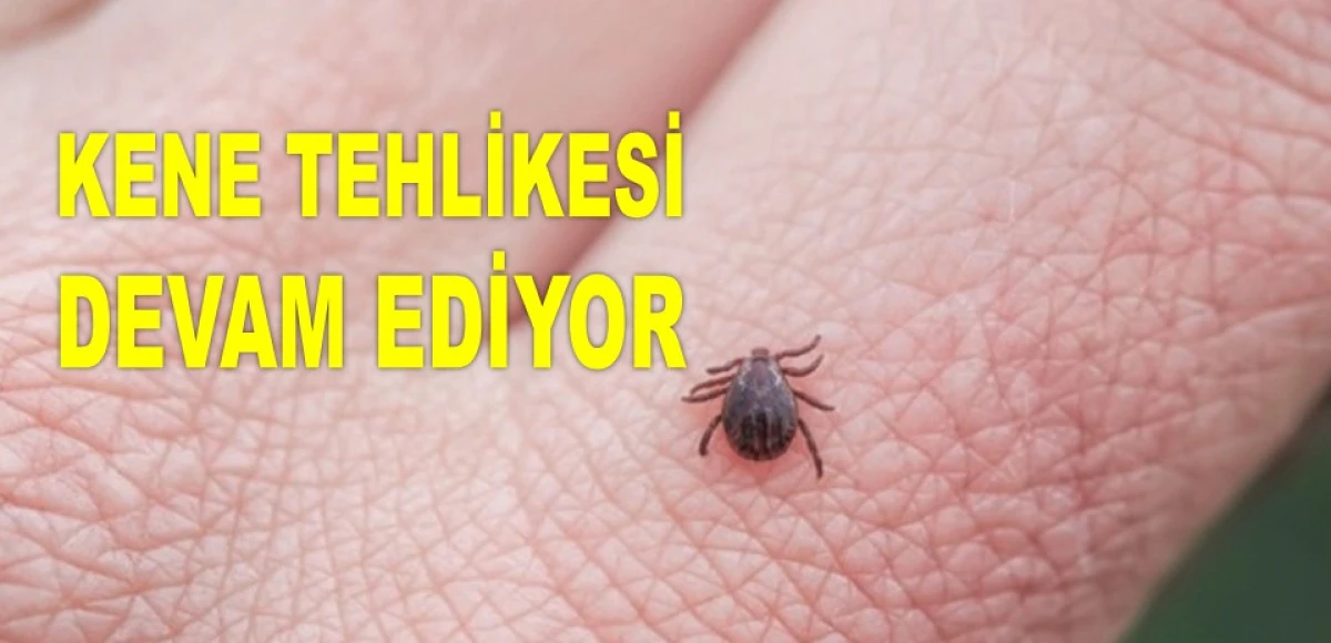 ORDU'DA KENENİN ISIRDIĞI ÖĞRETİM ÜYESİ HASTANELİK OLDU!