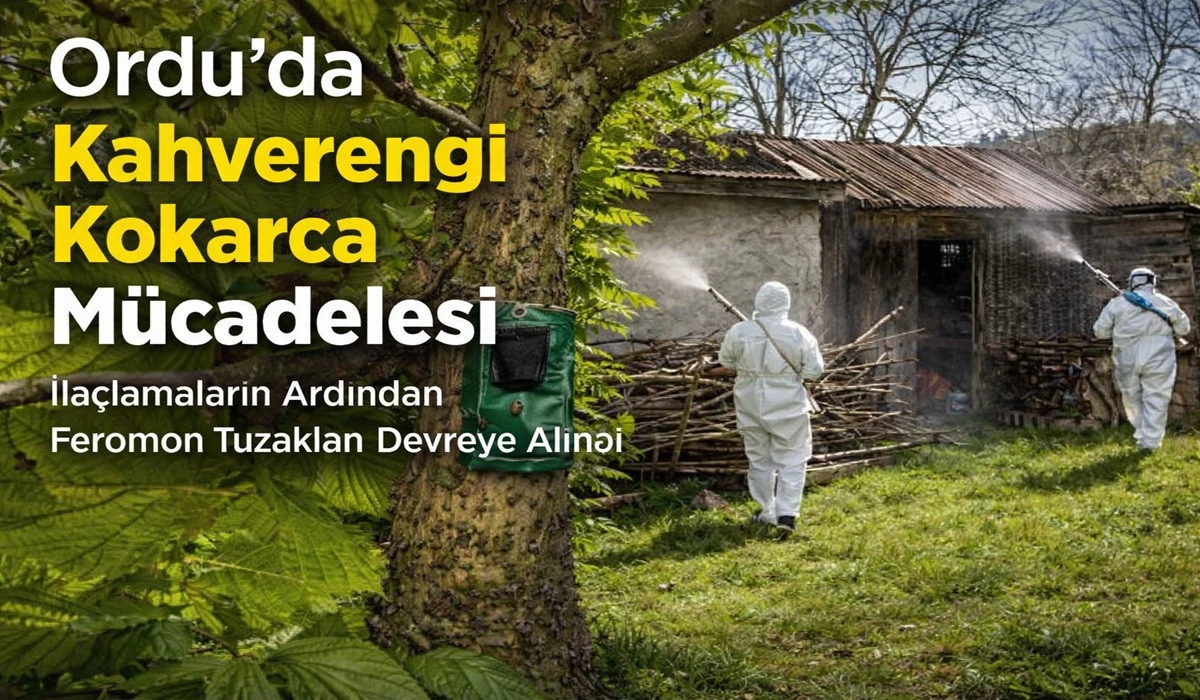 Ordu&rsquo;da Kokarcaya Karşı 335 Bin Hane İla&ccedil;landı 
