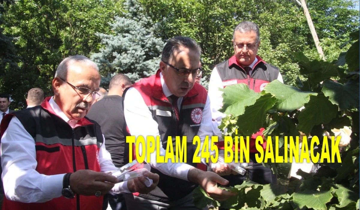 ORDU'DA KOKARCAYA KARŞI SAMURAY ARILARI SALINDI