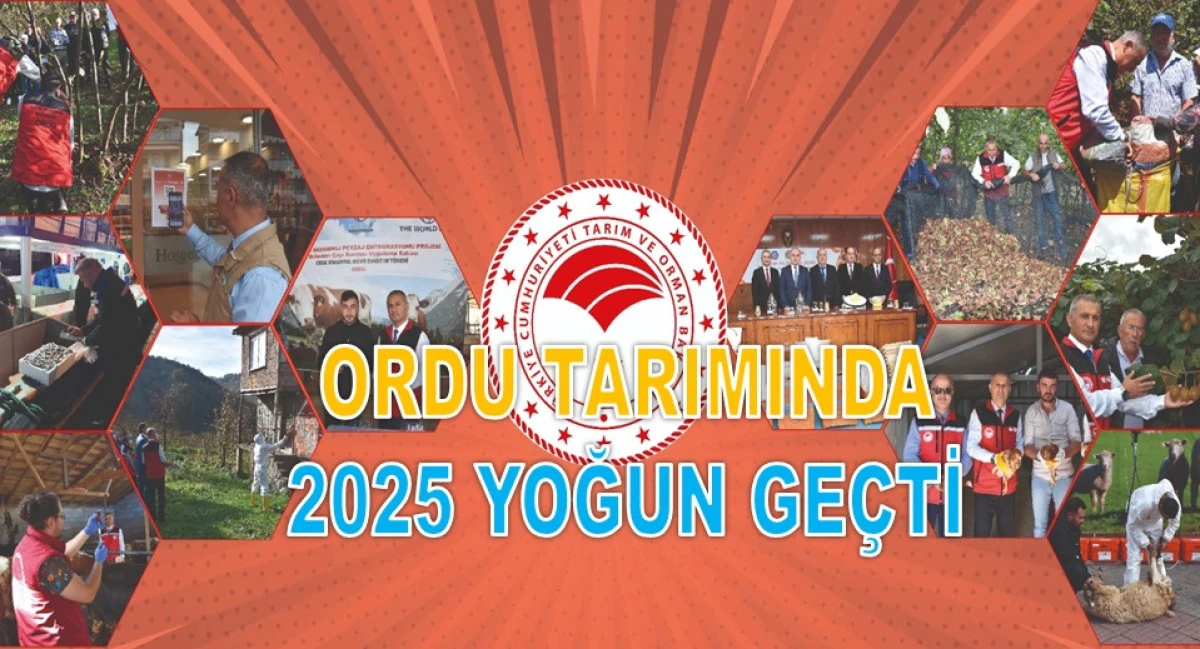 Ordu'da Kokarcayı Yok Etmesi İ&ccedil;in 245 Bin Samuray Arısı Salındı