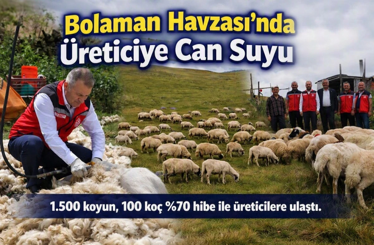 Ordu'da K&uuml;&ccedil;&uuml;kbaş Hayvancılığa G&uuml;&ccedil;l&uuml; Destek