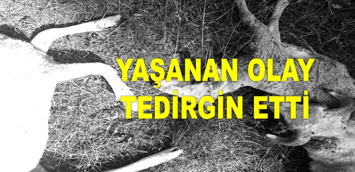 ORDU'DA KURT SALDIRISINDA 11 KOYUN TELEF OLDU