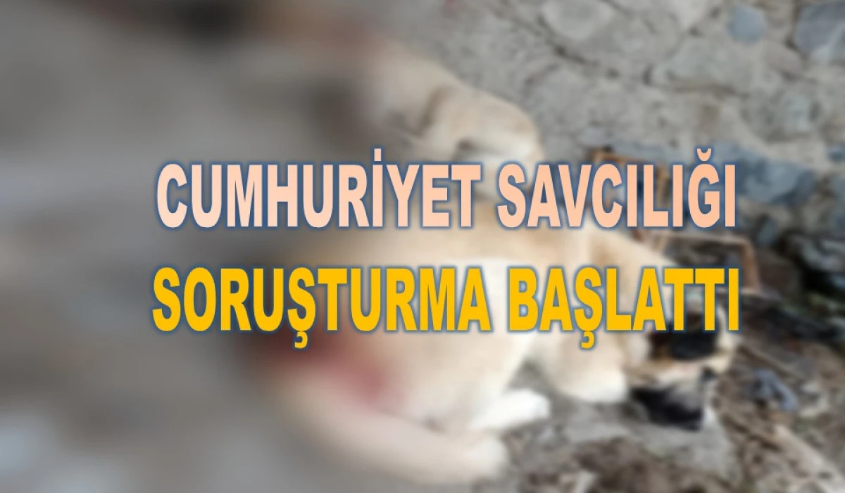 Ordu&rsquo;da Muhtarın K&ouml;peklerine Baltalı Saldırı!