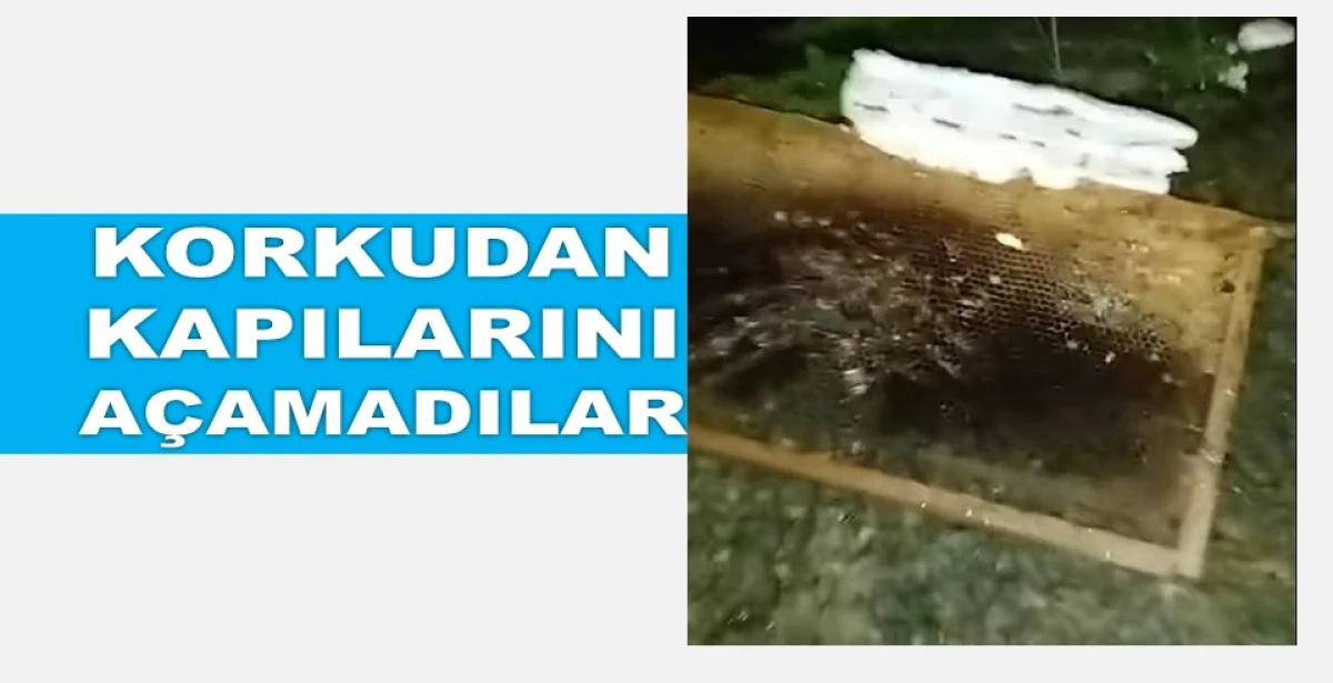 ORDU'DA PETEKLERİ PARÇALAYAN AYI KORKULU ANLAR YAŞATTI