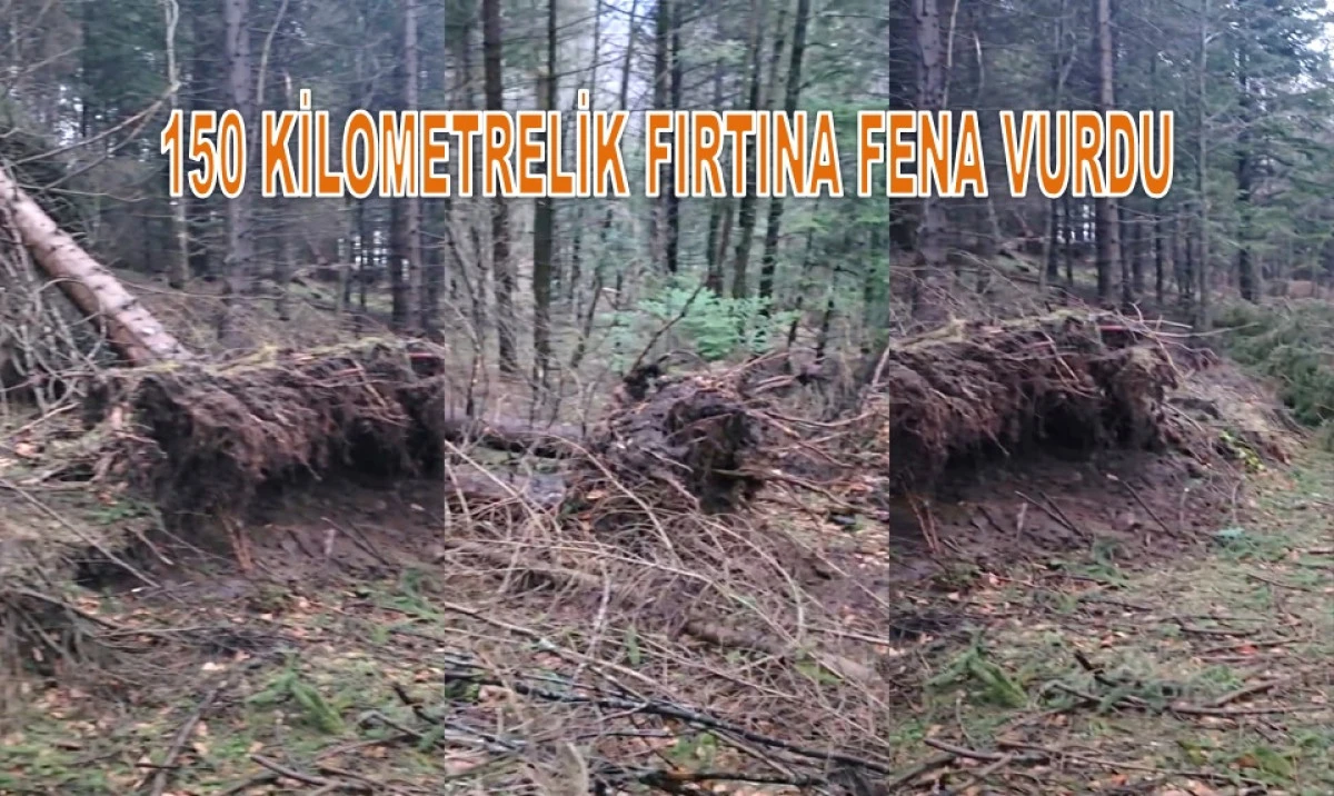 Ordu'da Şiddetli Fırtına: Dev Ağa&ccedil;lar K&ouml;k&uuml;nden S&ouml;k&uuml;ld&uuml;