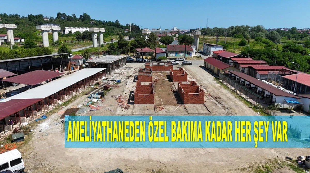 ORDU'DA SOKAK HAYVANLARINA MODERN YAŞAM ALANI