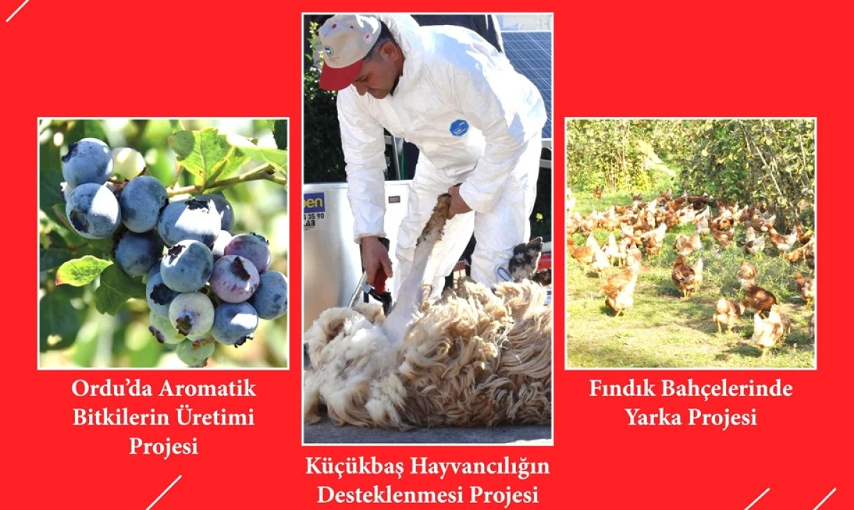 ORDU'DA ÜÇ HİBE DESTEKLİ PROJE DAHA GERÇEKLEŞİYOR!