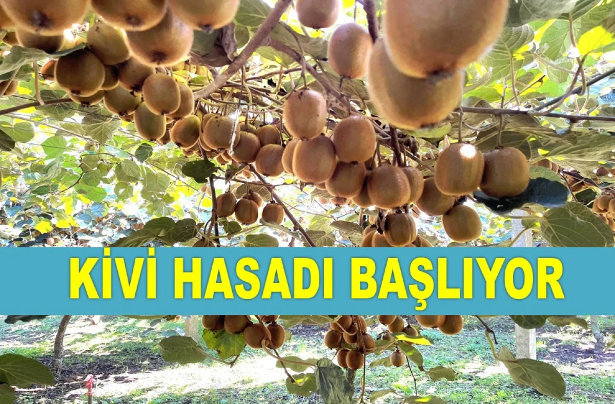 ORDU'DA ÜRETİCİLERE ERKEN HASAT UYARISI YAPILDI