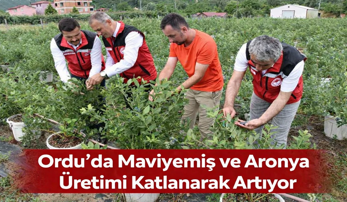 Ordu'da Yeni Gelir Kapısı: Hedef 100 Ton &Uuml;retim
