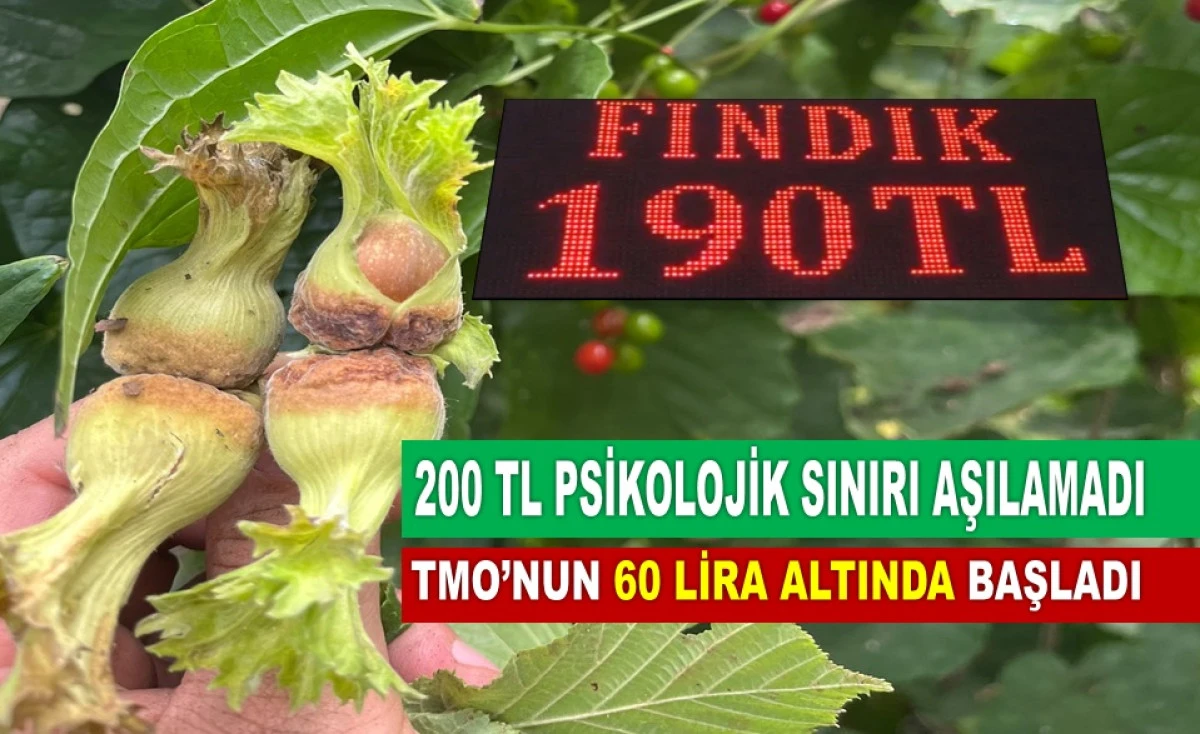 Ordu'da Yeni Sezon Fındık Fiyatı 190 TL'den A&ccedil;ıldı