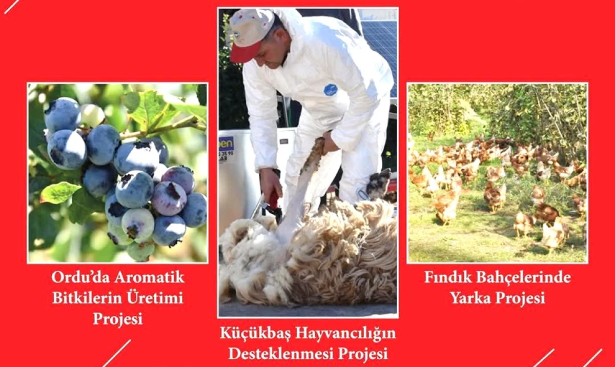 ORDU'DA YÜZDE 70 HİBE DESTEĞİ İÇİN SON BAŞVURU BUGÜN