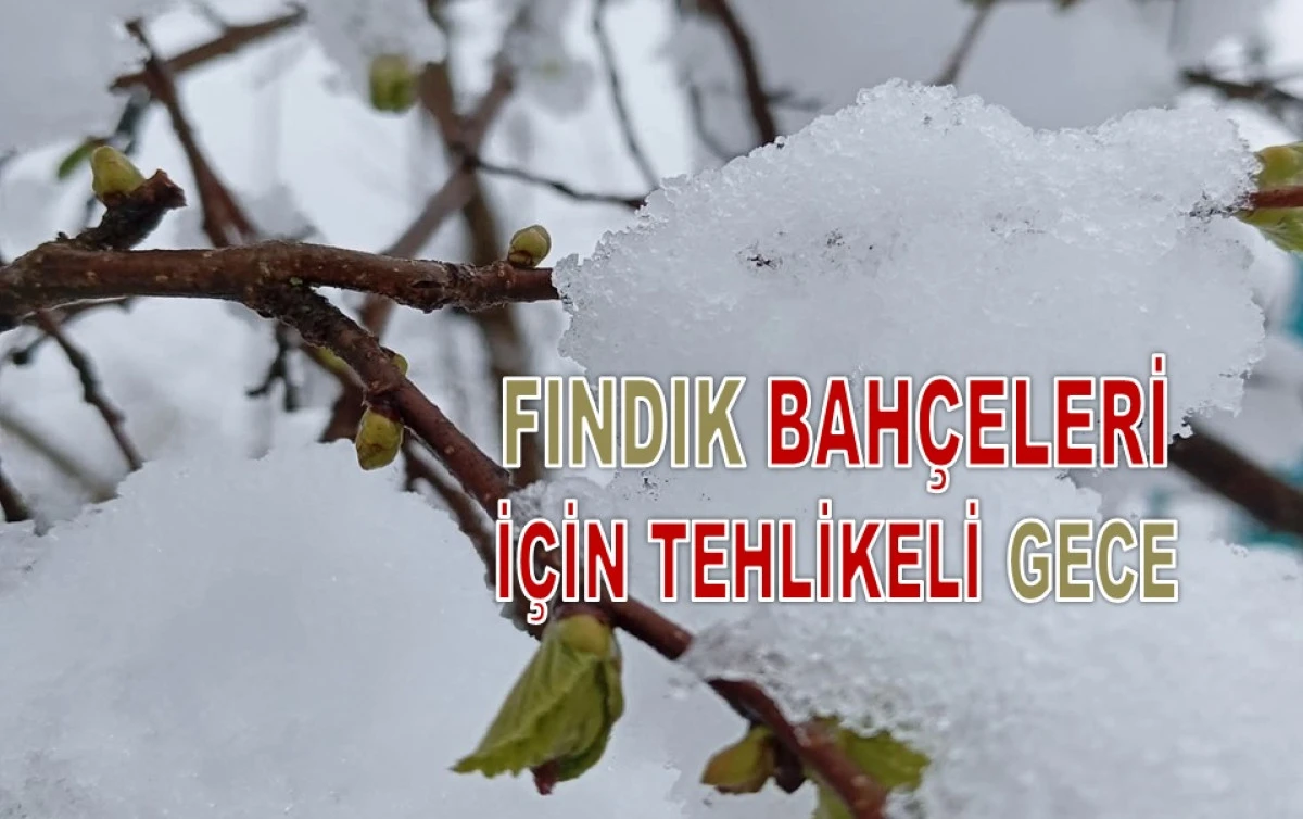 Ordu&rsquo;da Zirai Don Alarmı: 5 Mart Gecesi Kritik