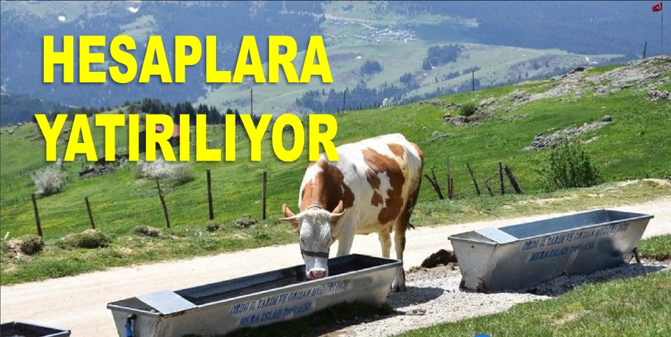 ORDULU ÜRETİCİLERE 2 MİLYON 600 BİN TL ÖDENDİ
