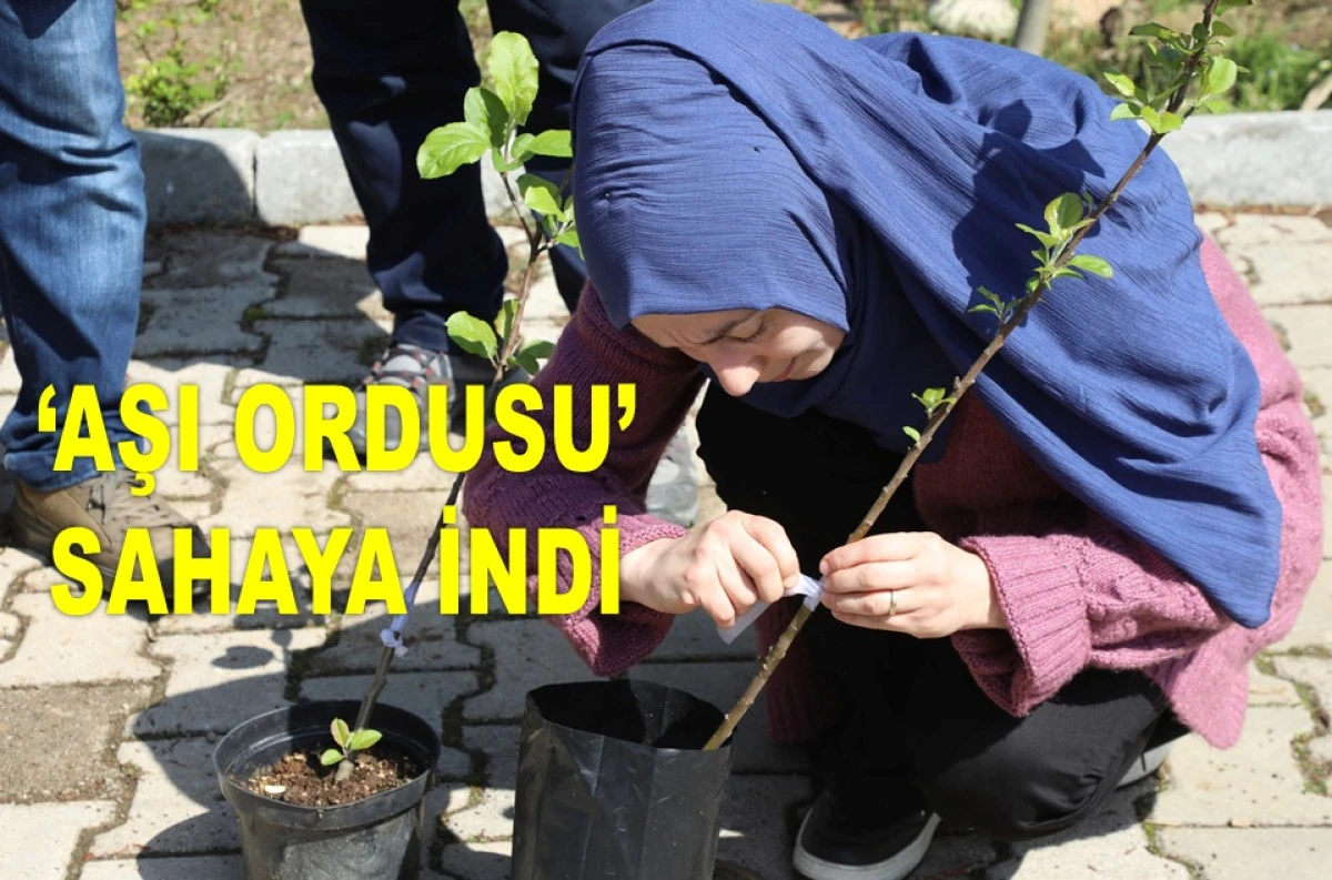 ORDU’NUN AĞAÇLARI PROFESYONEL ELLERDE AŞILANACAK 