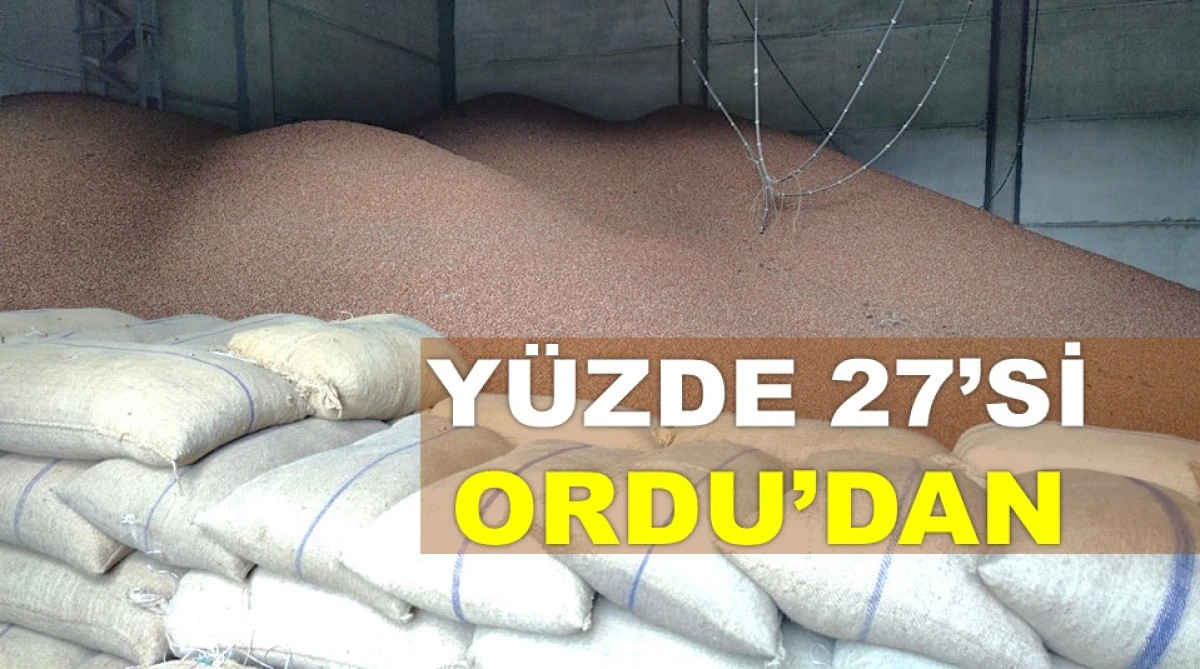 PAZARA İNEN FINDIK MİKTARI 600 BİN TONA YAKLAŞTI