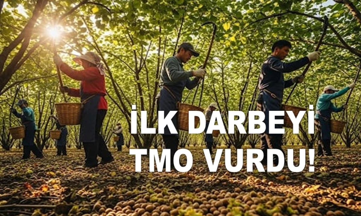 PİYASADA DA FINDIK FİYATI DÜŞMEYE DEVAM EDİYOR