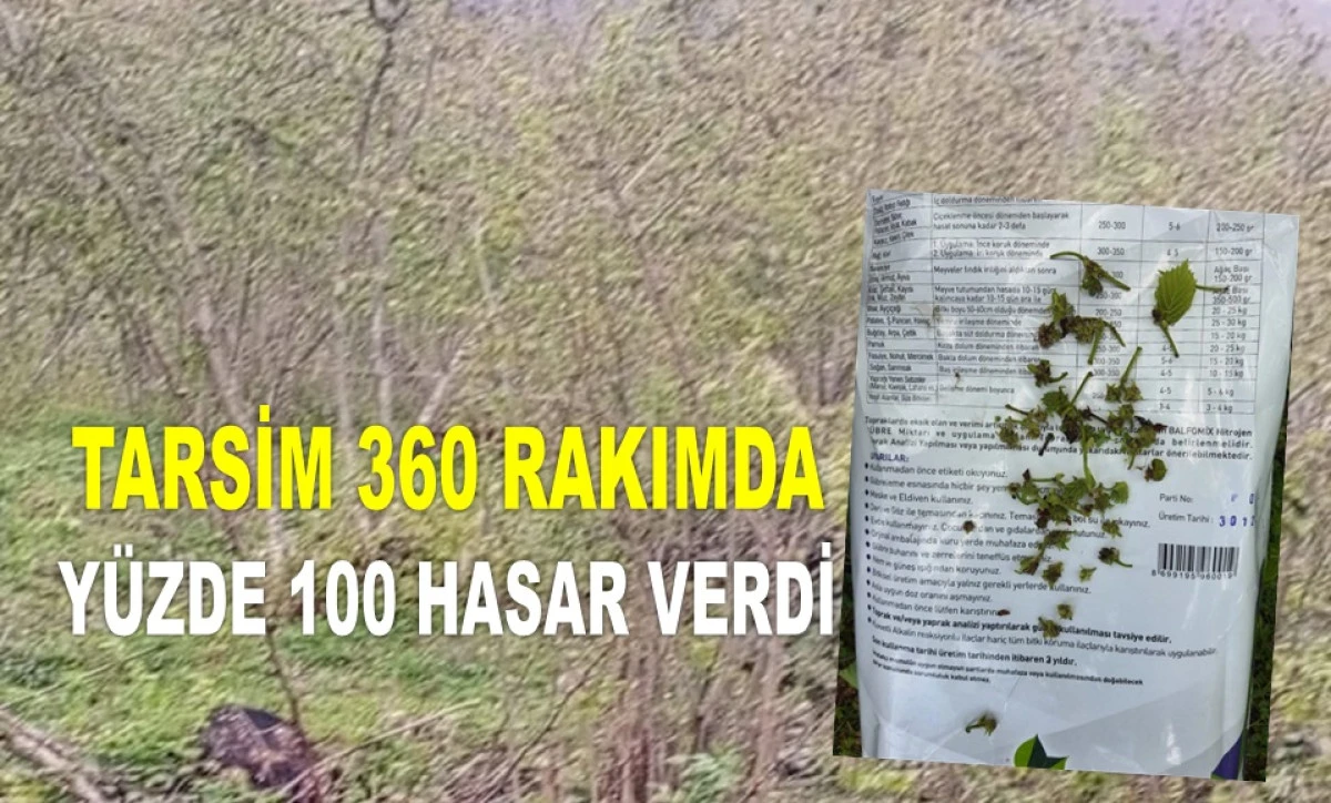 ŞENSOY: FINDIK ALTIN DEĞİL, ARTIK YAKUT OLDU