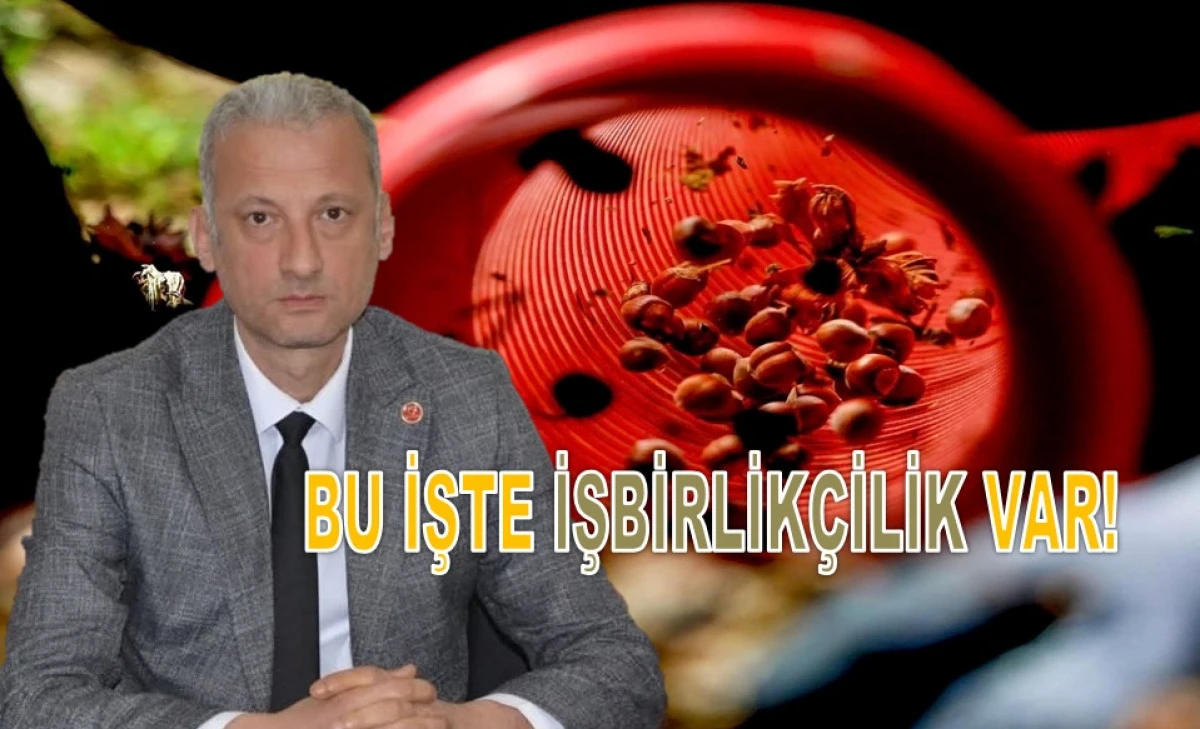 Şensoy&rsquo;dan 200 TL'ye D&uuml;şen Fındık Fiyatına Sert Tepki