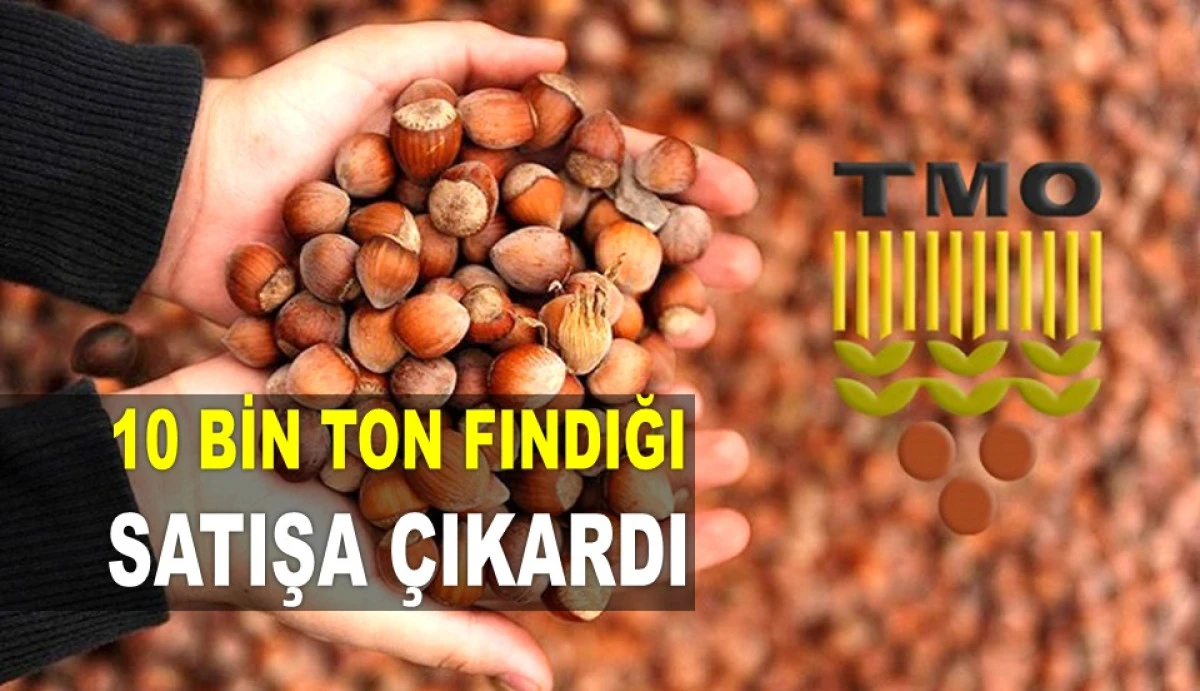 SERBEST PİYASADA 180 TL OLAN FINDIĞI TMO 150'TEN SATACAK