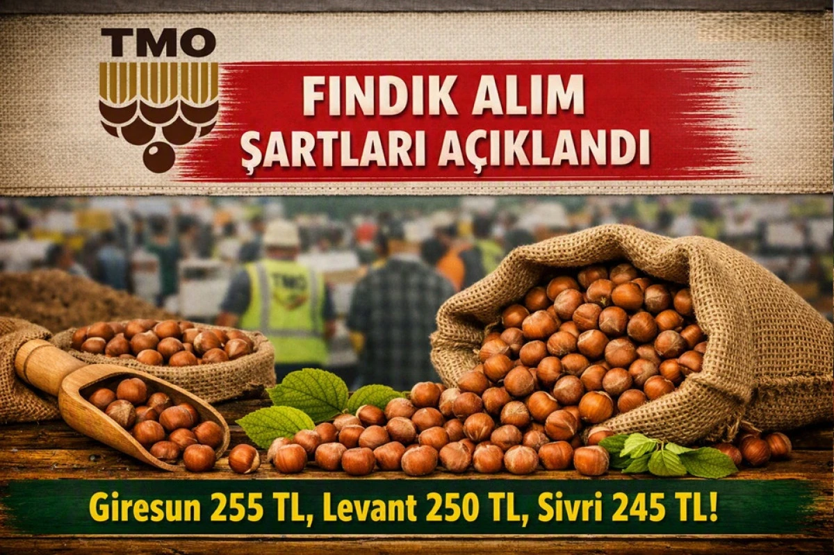 TMO&rsquo;dan Fındık Alım Şartlarıyla İlgili A&ccedil;ıklama!