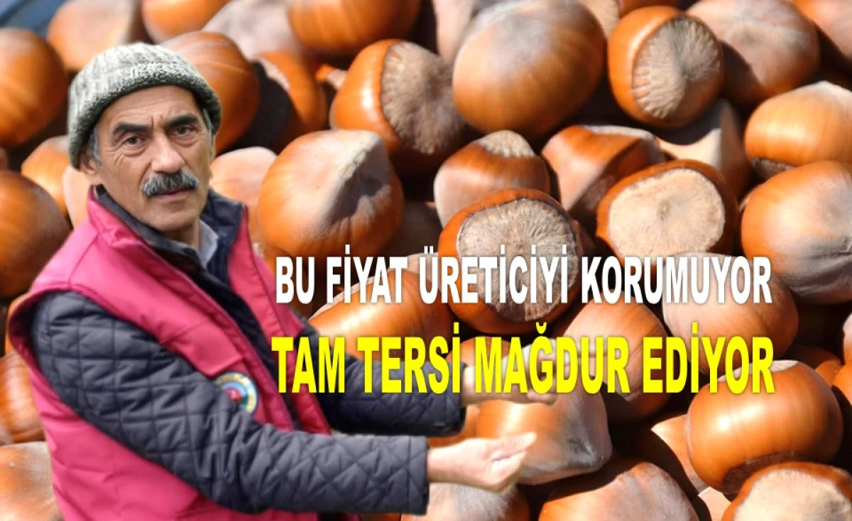 TMO'YA ÇAĞRI: 300 LİRADAN FINDIK ALIMINA BAŞLA