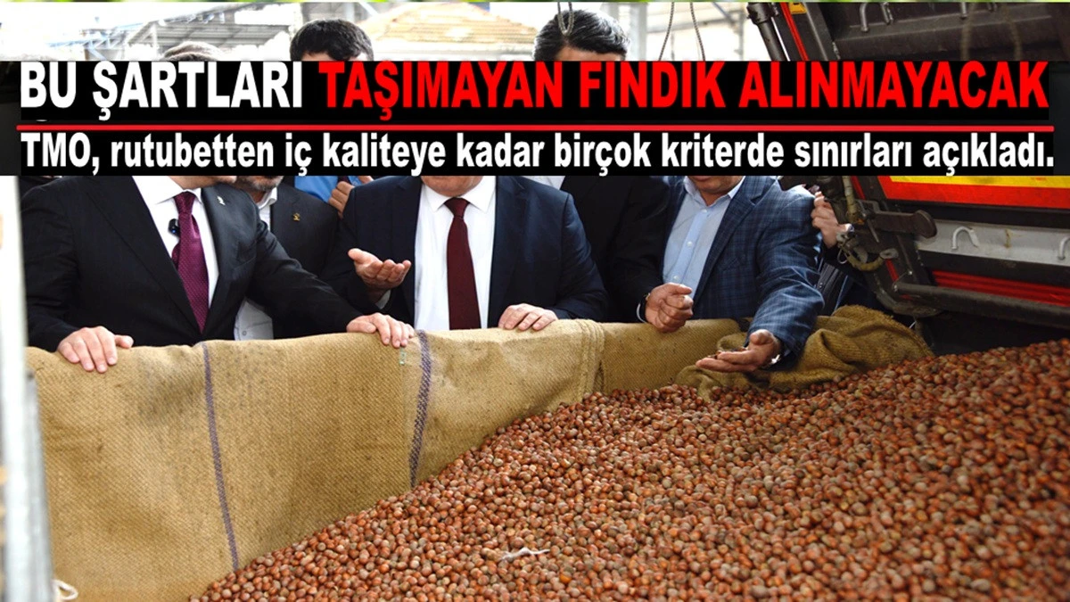 TMO'ya Fındık Satacaklar Dikkat! Bu Kriterler &Ccedil;ok Konuşulur