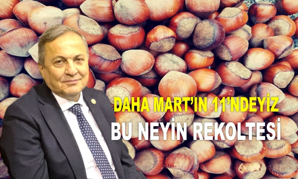 Torun&rsquo;dan Rekolte Tepkisi: Kar Kalkmadan Fındık Sayımı Olmaz