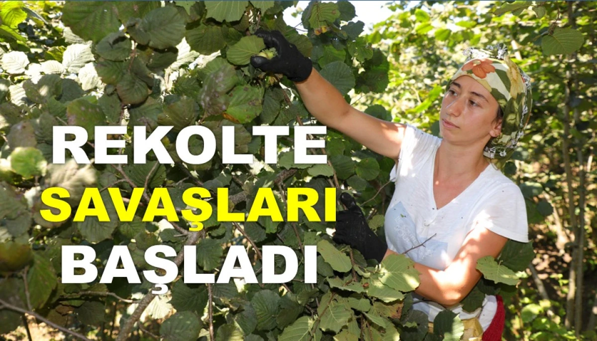 TÜİK'E GÖRE FINDIK REKOLTESİ 520 BİN TON!