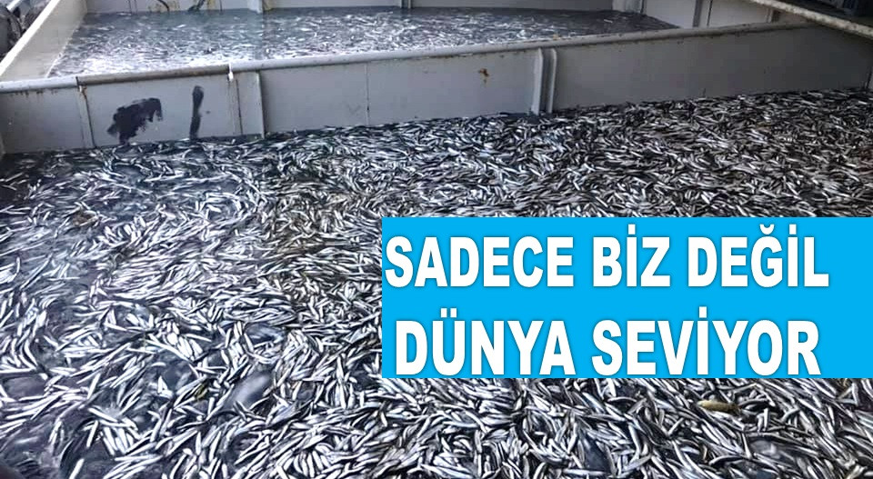 TÜRK HAMSİSİ 20 ÜLKEDE SOFRALARIN BAŞTACI OLDU