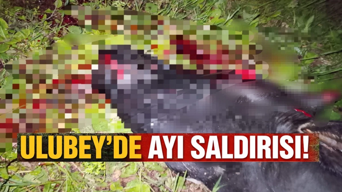 Ulubey&rsquo;de Ayı Dehşeti: Bah&ccedil;ede Otlayan İneği Par&ccedil;aladı!