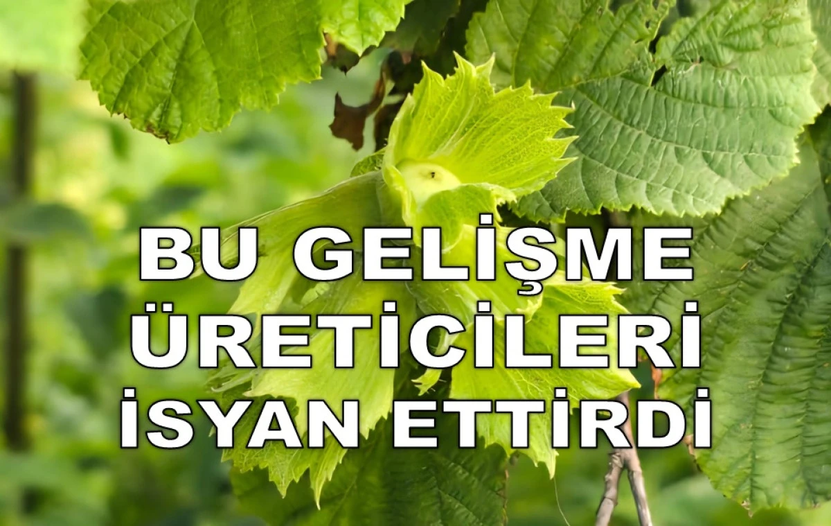 YÜKSELMESİ BEKLENEN FINDIK FİYATI DÜŞÜYOR